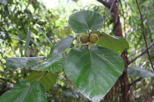 Cây Ngõa lông. Ficus fulva Reinw. ex Blume - Cây Thuốc Nam Quanh Ta